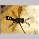 Mellinus arvensis - Kotwespe m04a 9mm Sandgrube Niedringhaussee-det.jpg